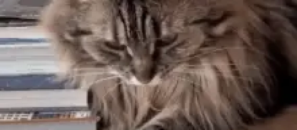cat-chess-chess-cat